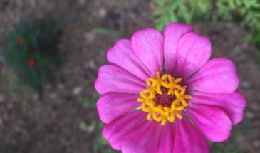 Vårblomst