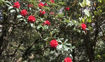 Rododendron