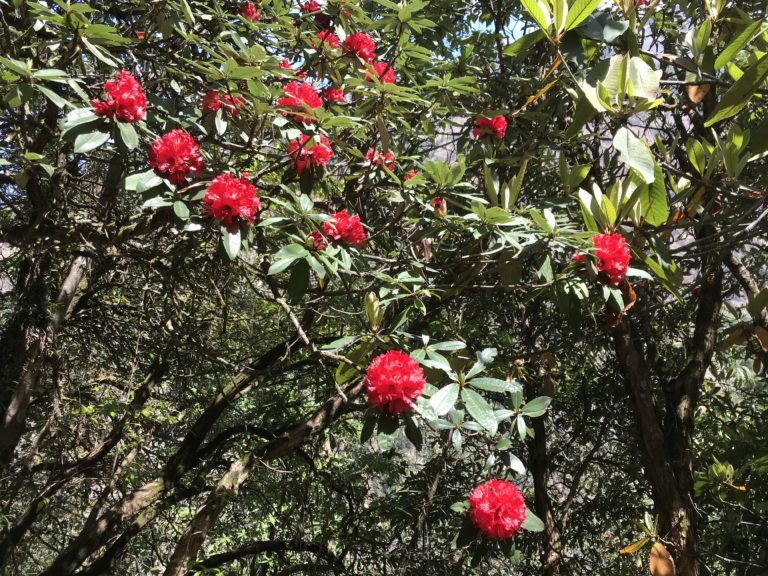 Rododendron
